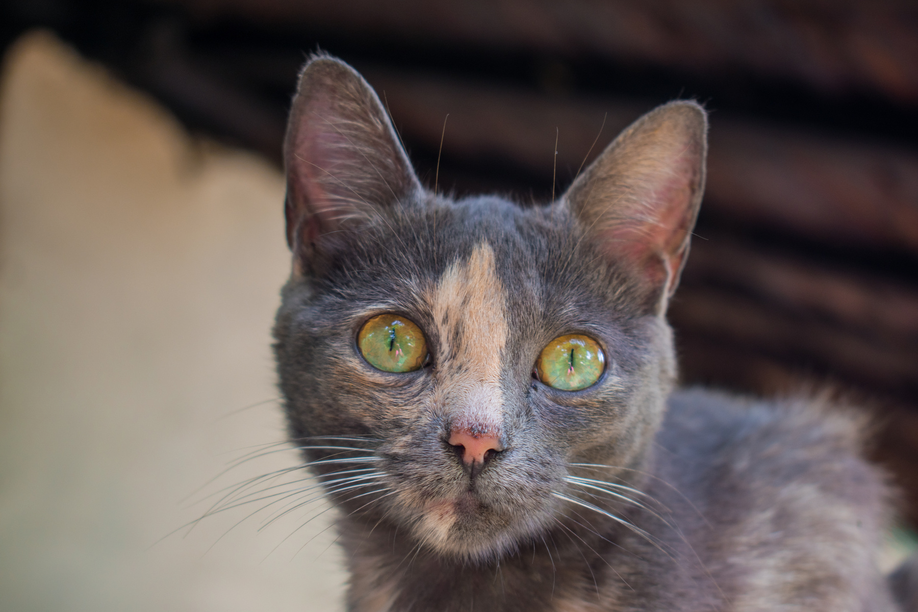 GREEN EYED CREOLE CAT FACE