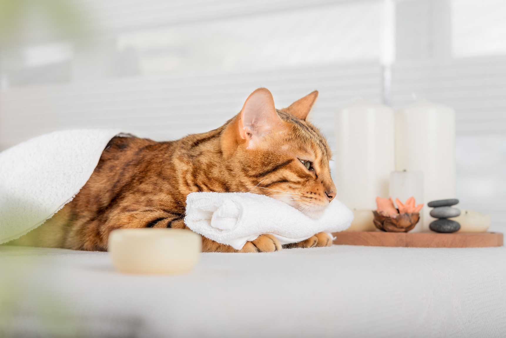 Bengal cat with body massage in spa.