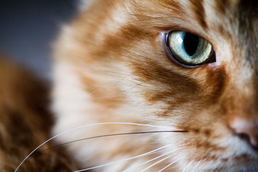 Portrait of a cat close-up. Ginger cat close-up.