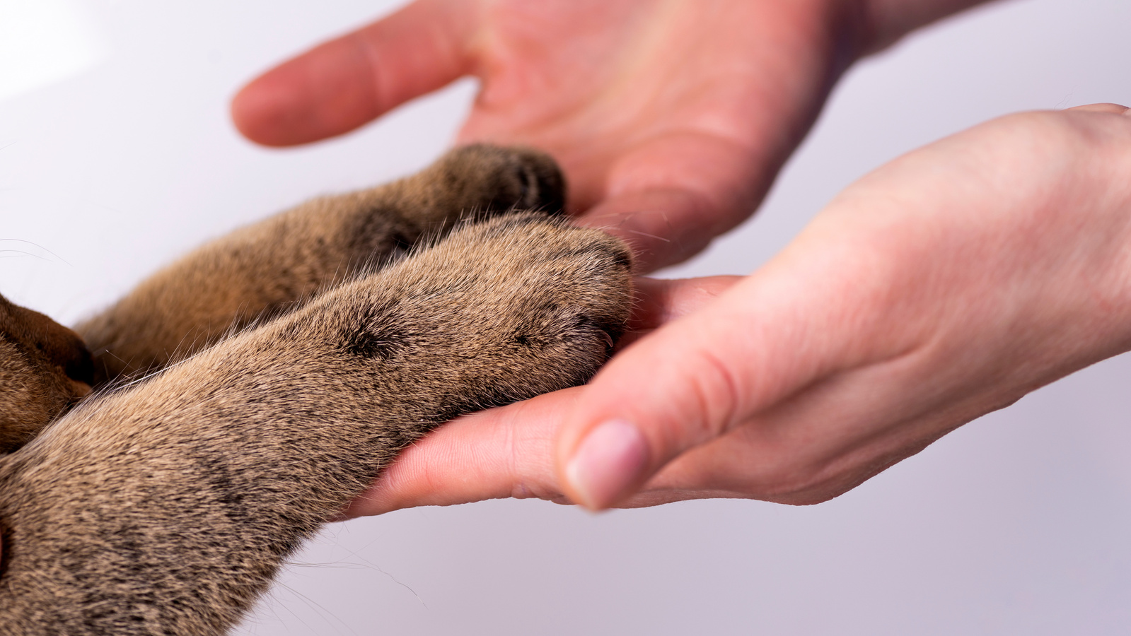 Focus Shot of Human Hands and Paws of Cat