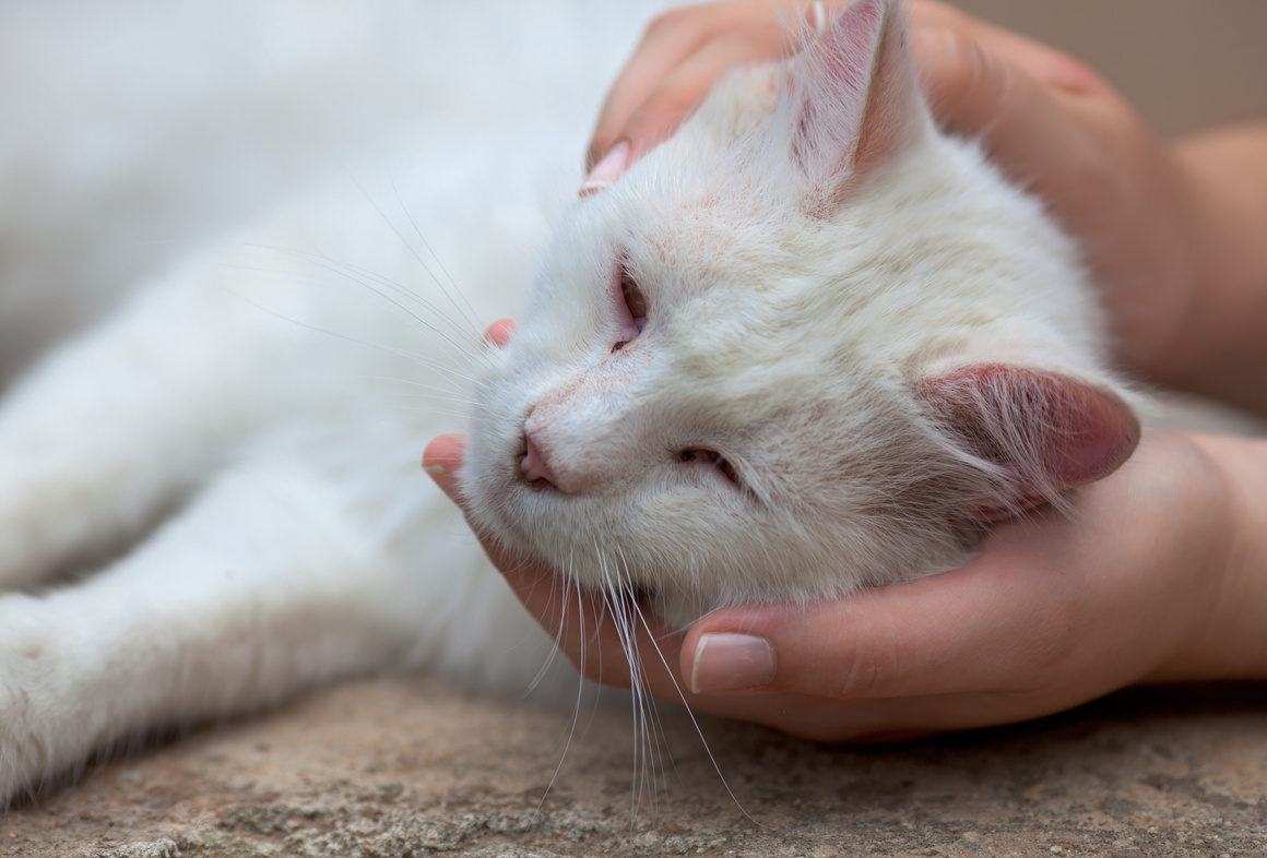 helping hand to sick stray cat