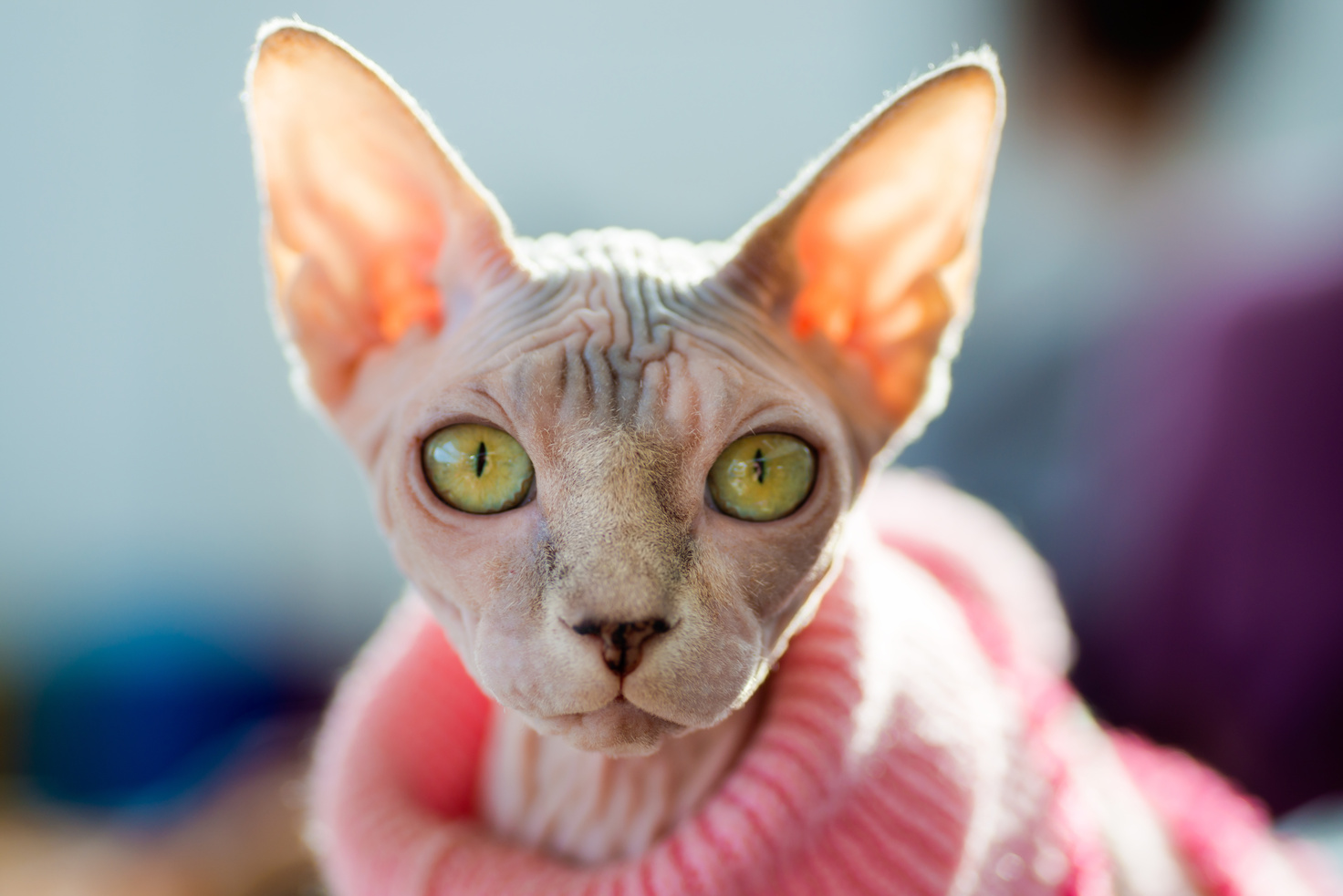 Sphynx cat