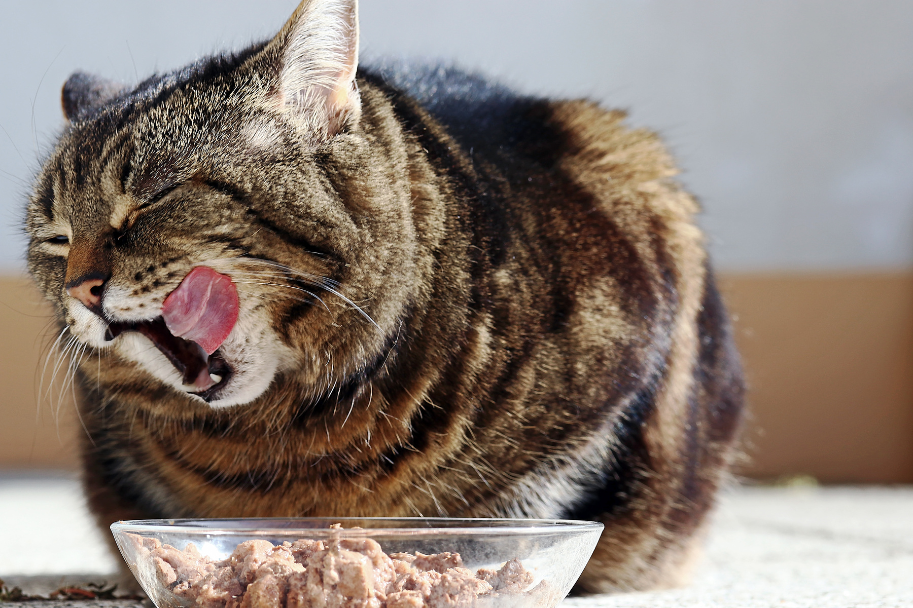 Cat Licking Mouth After Eating Food