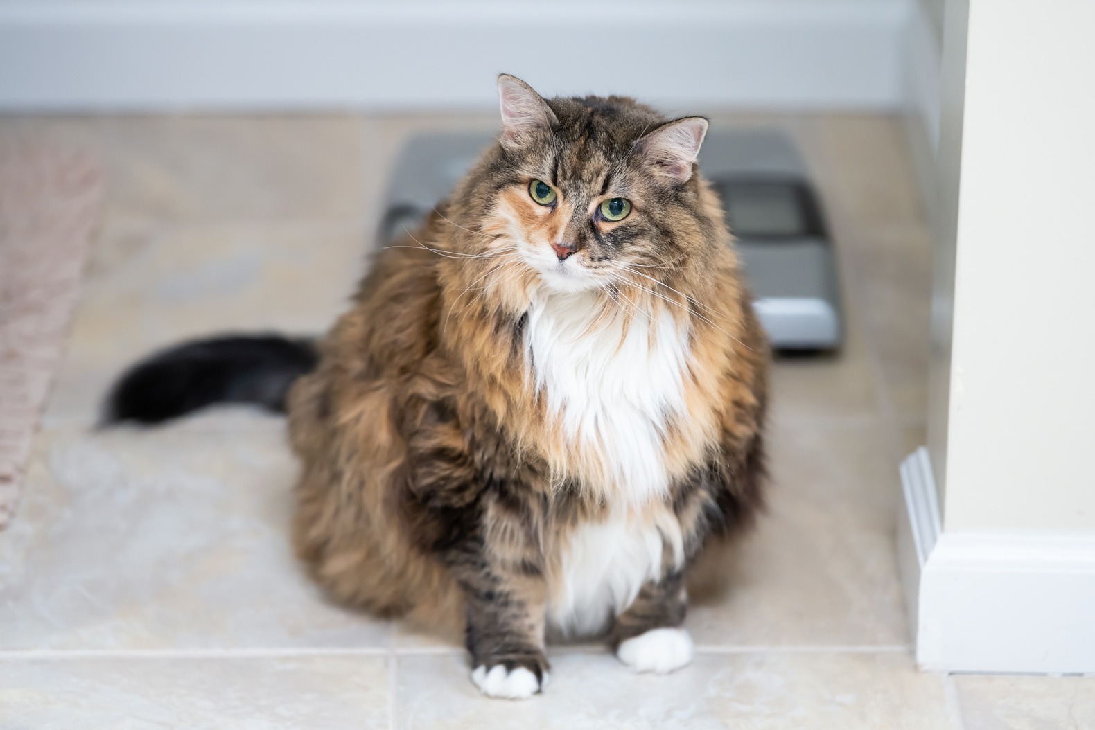 Fat Main Coon Cat Sitting on the Floor