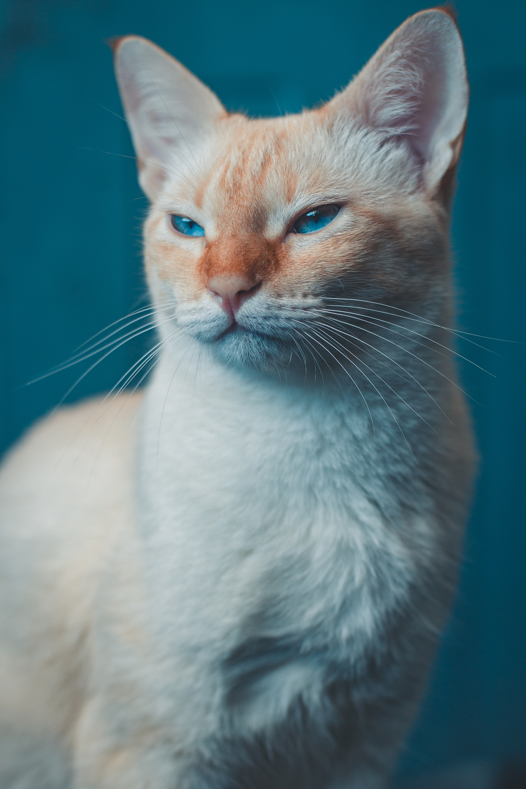 Calm cat with red tabby muzzle